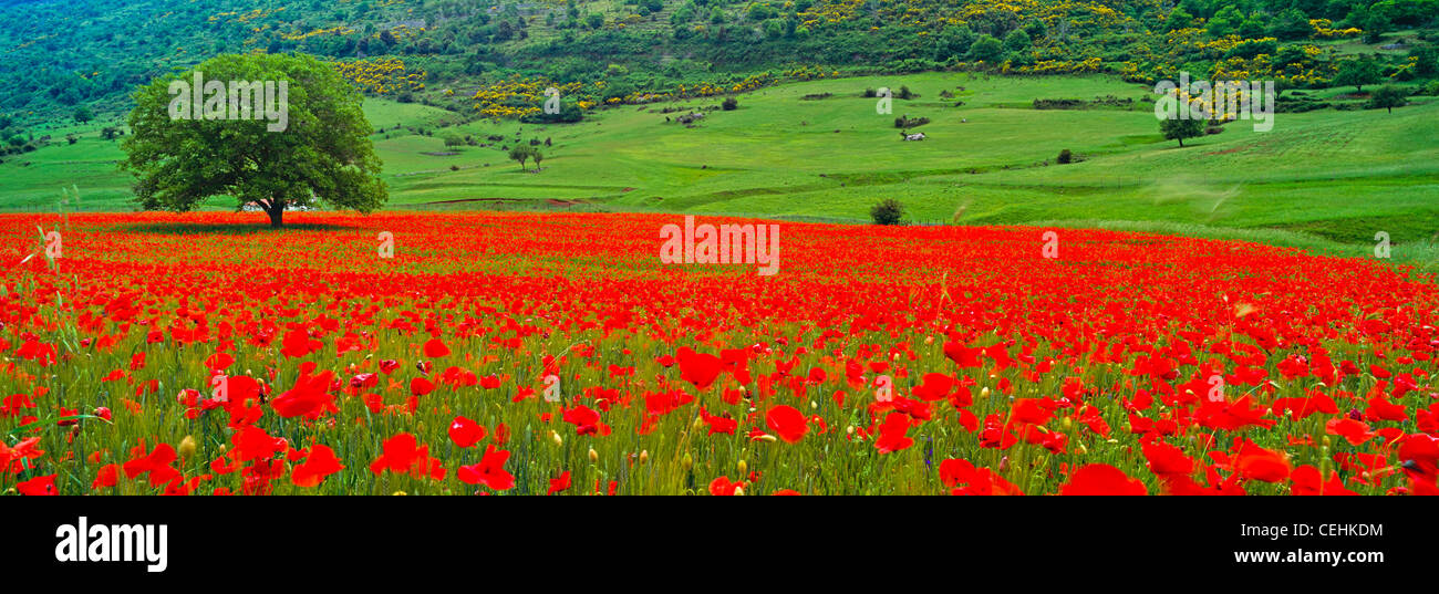 Seul arbre dans un grand champ de coquelicots rouges (champ coquelicot, coquelicot, Papaver rhoeas) dans la région de Gargano dans les Pouilles, Italie Banque D'Images