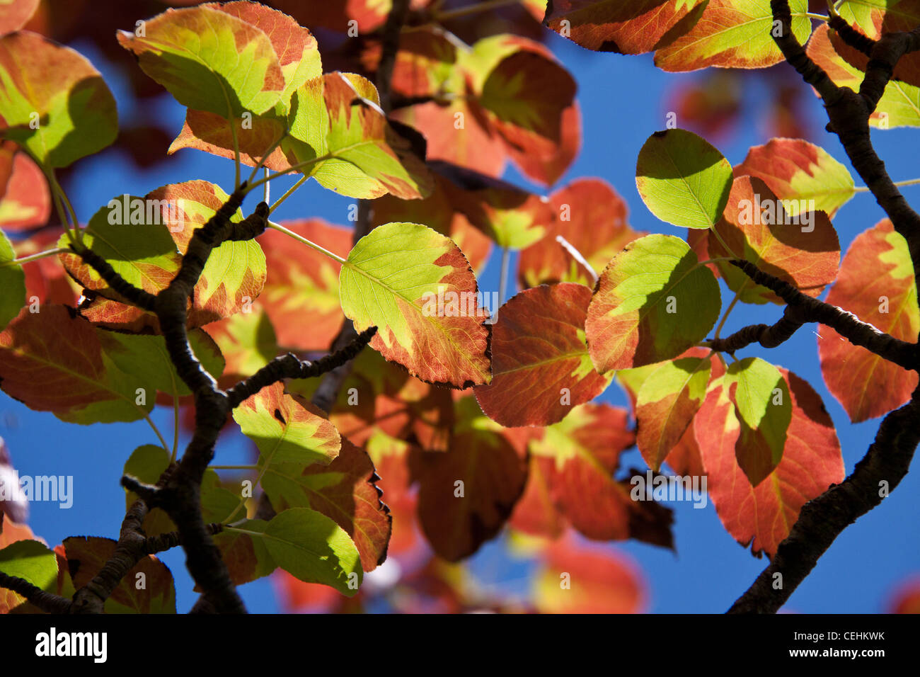 Leafs en différentes couleurs sur les branches contre un ciel bleu clair Banque D'Images