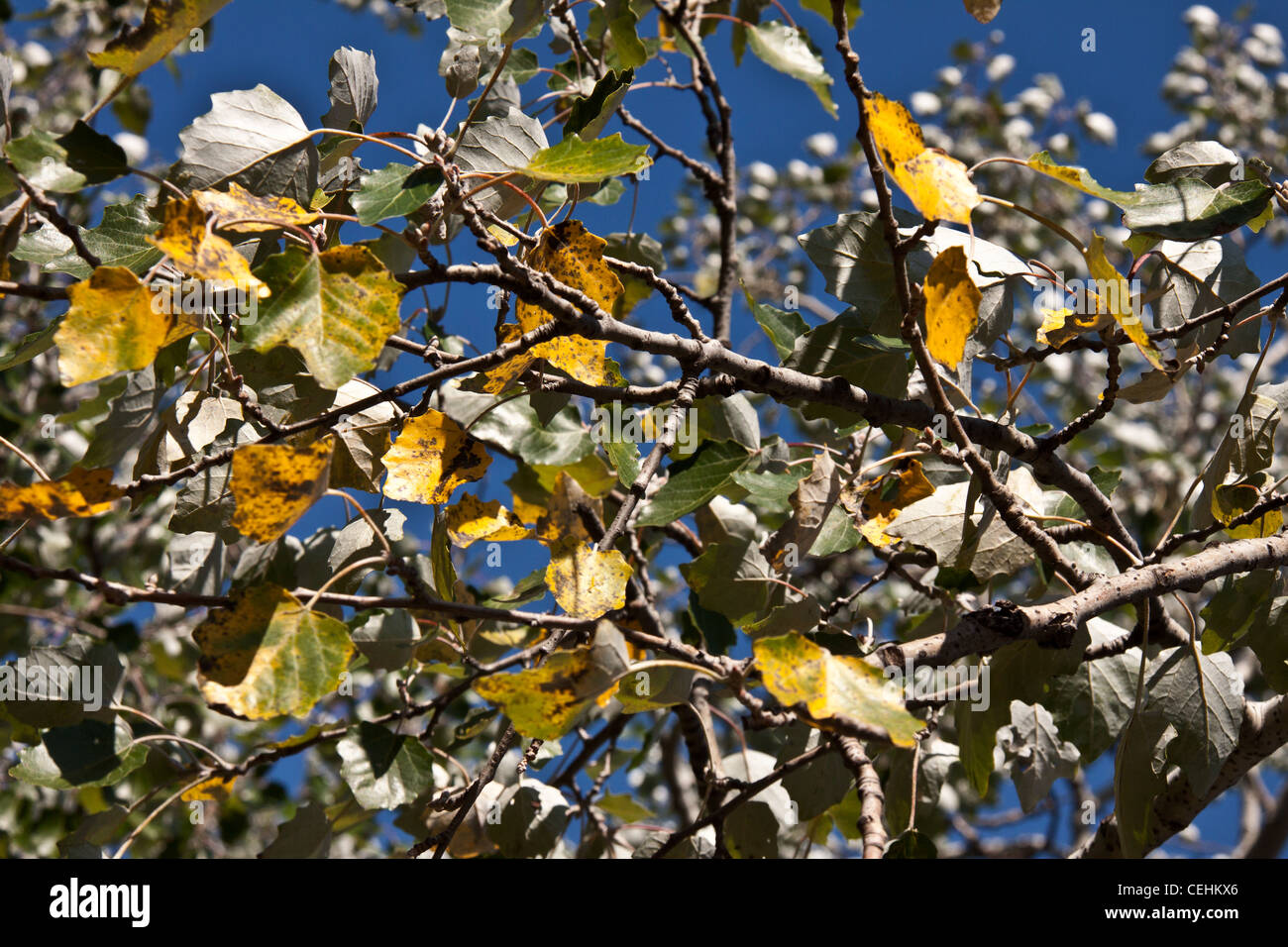 Leafs en différentes couleurs sur les branches contre un ciel bleu clair Banque D'Images