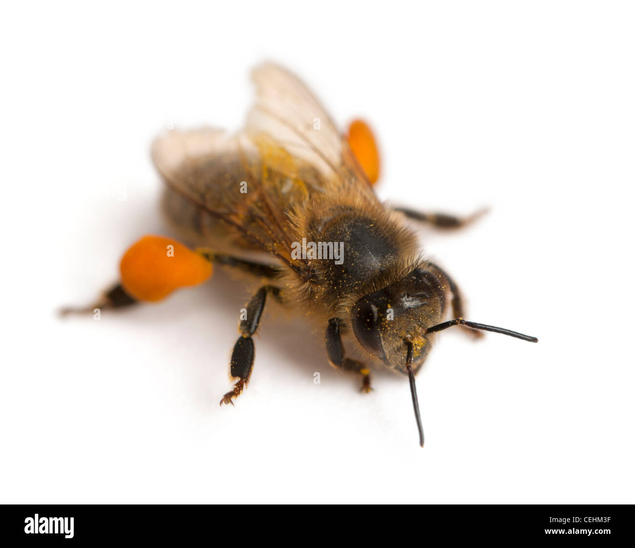 'Abeille à miel ou l'abeille européenne, Apis mellifera, in front of white background Banque D'Images