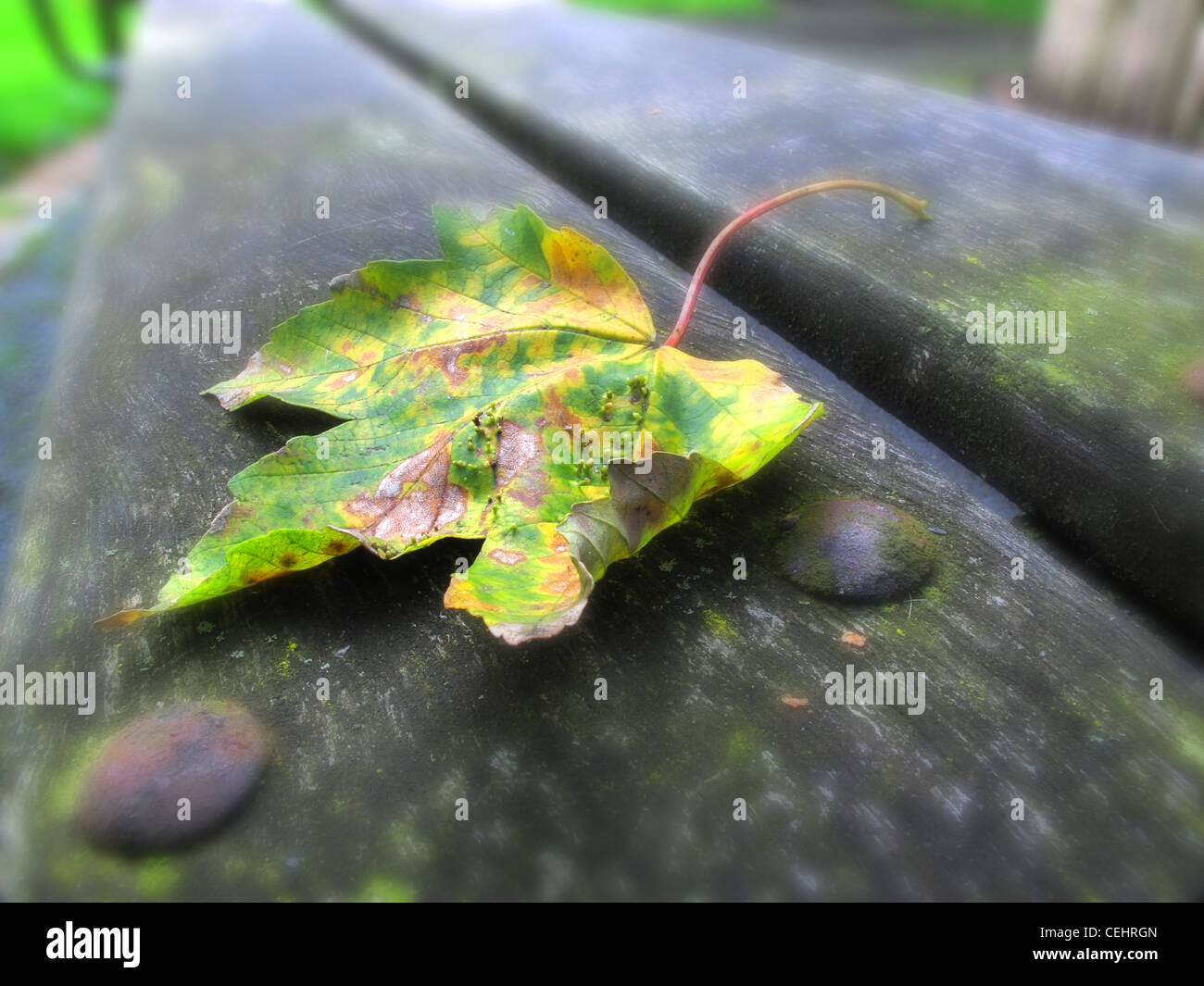 Automne Feuilles sycomore sur banc de parc , Cheshire UK Banque D'Images