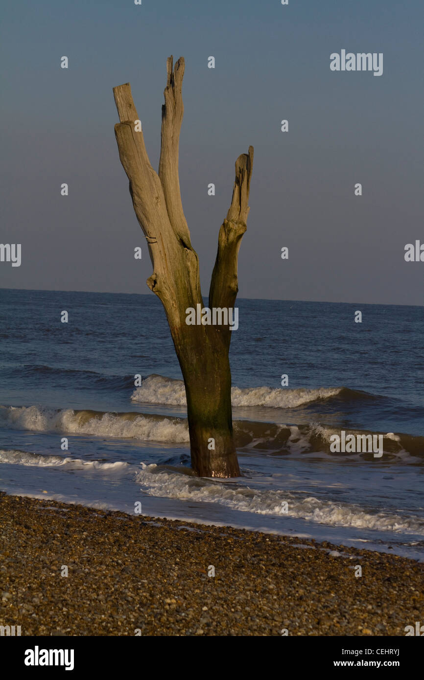 Un arbre mort se tient debout dans les vagues - une victime de l'érosion côtière à Benacre - Large dans le Suffolk, Angleterre Banque D'Images