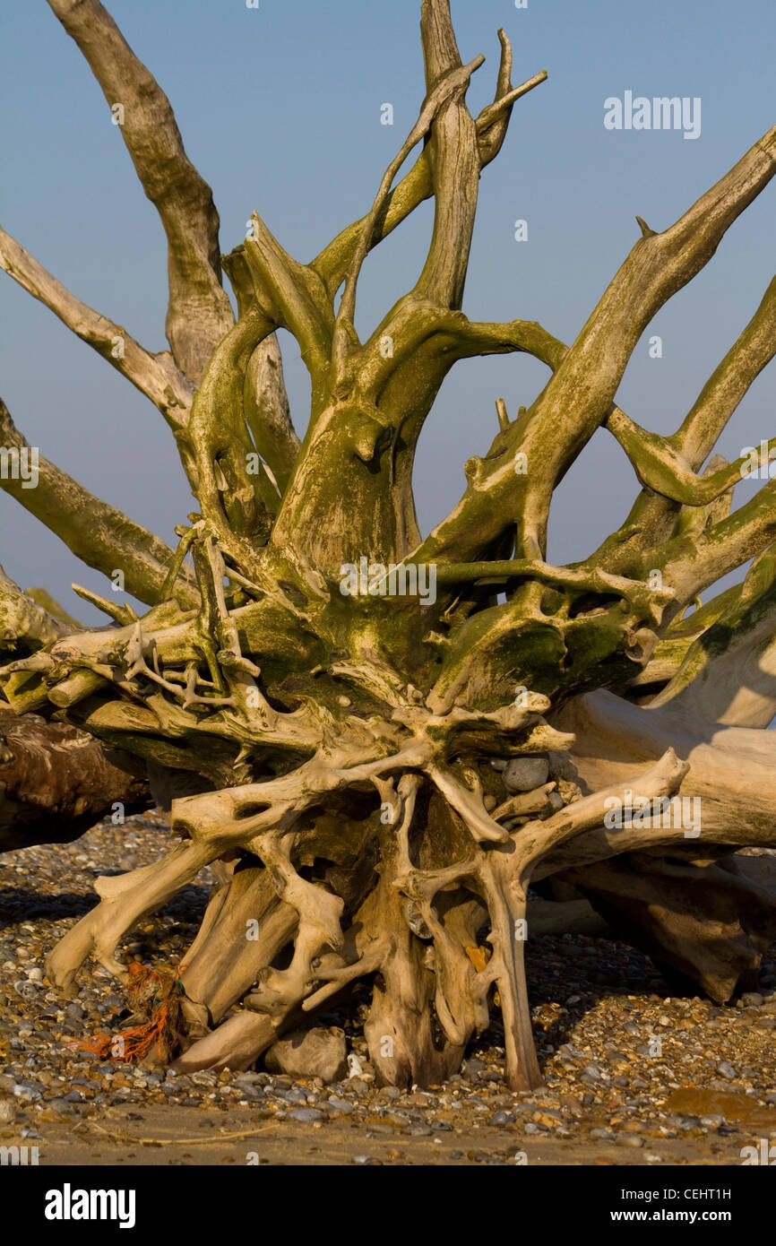Les racines d'un arbre mort sur la plage à Benacre large dans le Suffolk en Angleterre Banque D'Images