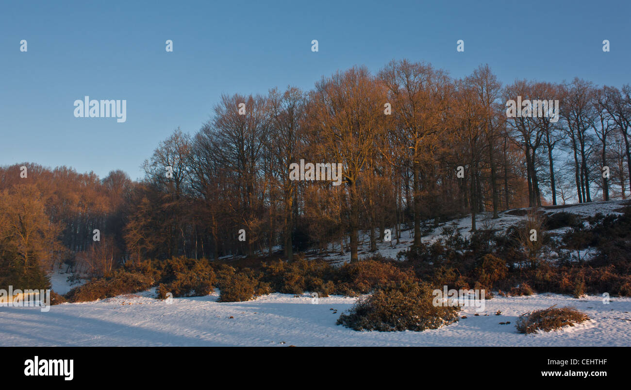 Paysage forestier dans le nord-ouest de la France. La neige et l'éclat du soleil du matin qui donnent de belles couleurs dans cette photo Banque D'Images