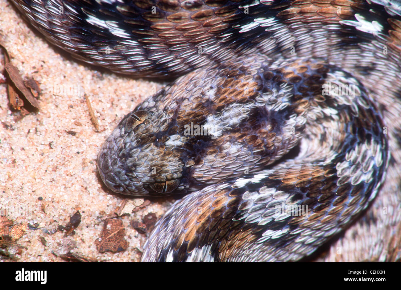 Tapis d'Afrique de l'Ouest, vipère Echis ocellatus, Afrique de l'Ouest, également connu sous le nom d'une scie-scaled viper Banque D'Images