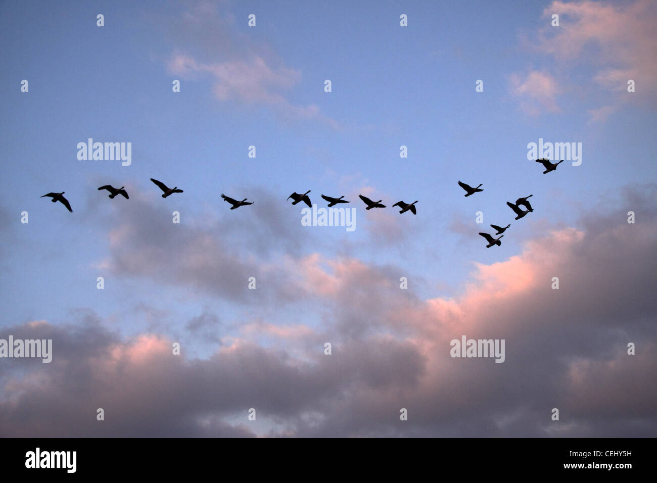 Une volée d'outardes volent en formation v contre un ciel de coucher du soleil. Oiseaux en formation en v au coucher du soleil. Banque D'Images