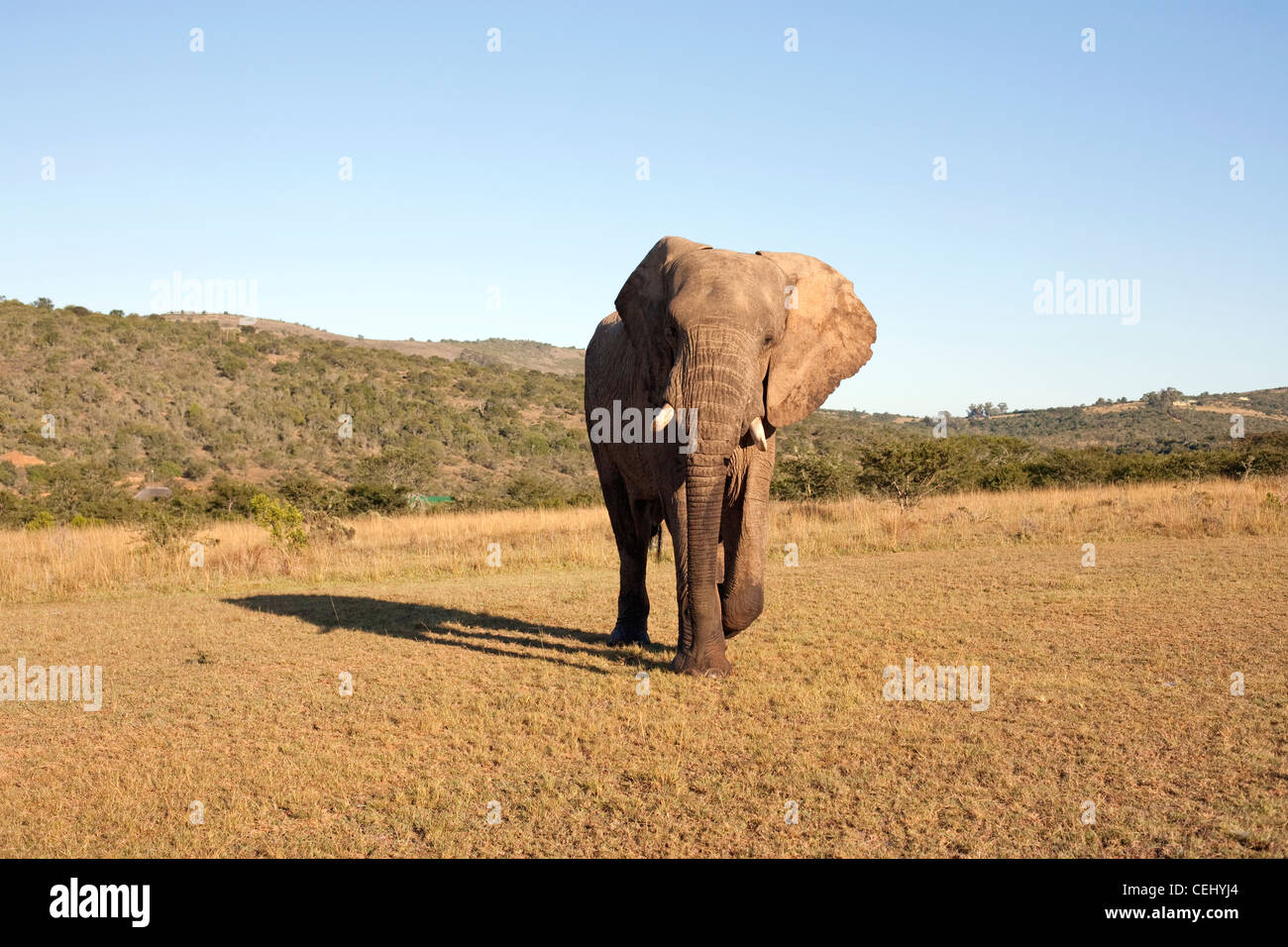 Addo Elephant Park, Liège Banque D'Images