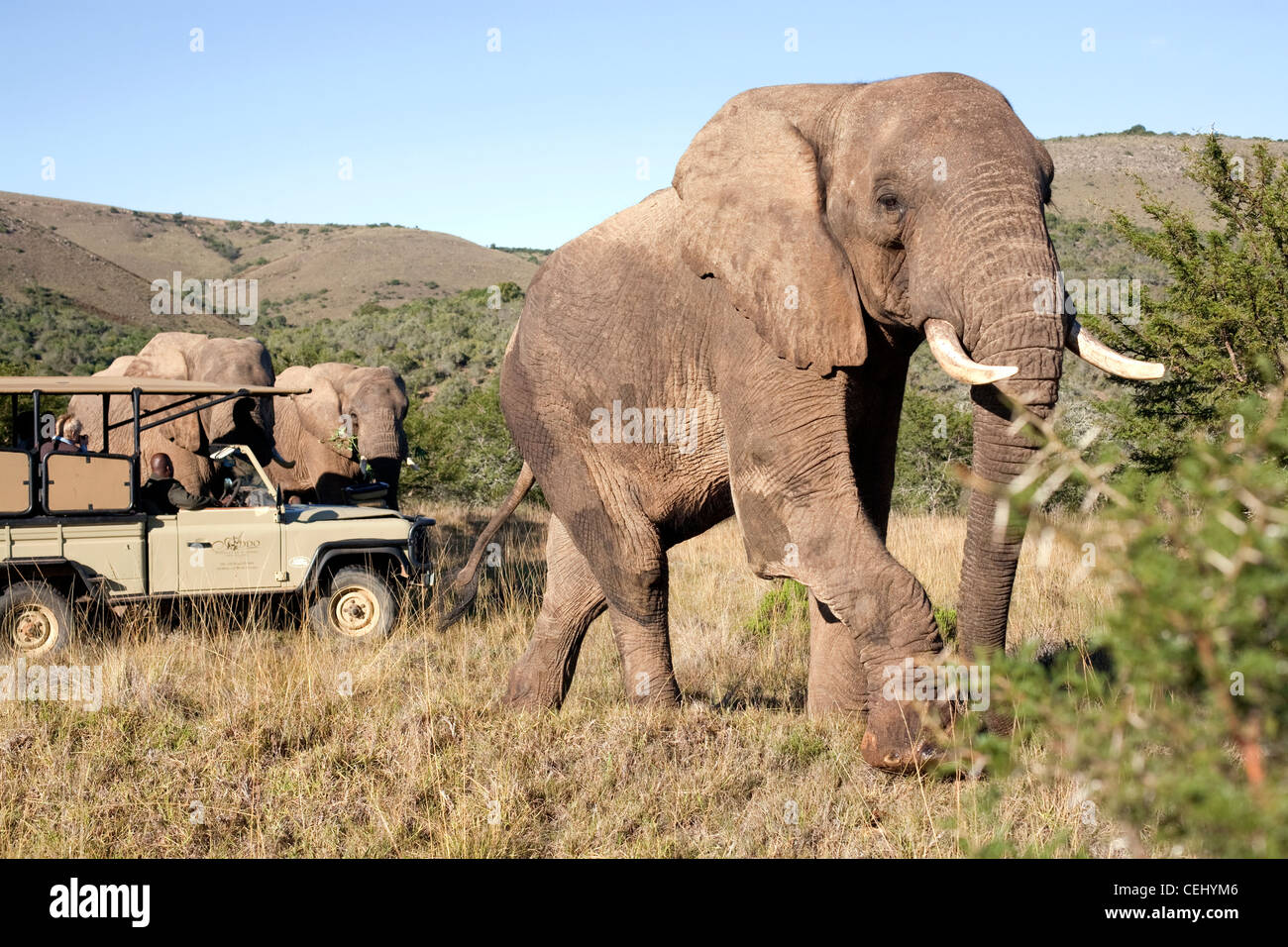 Game Drive à Addo Elephant Park, Liège Banque D'Images