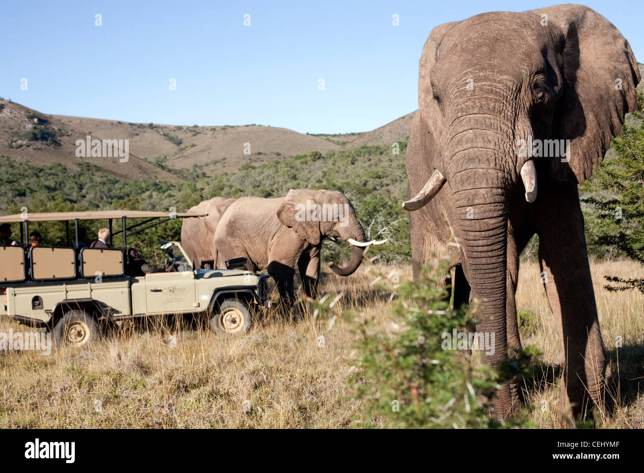 Game Drive à Addo Elephant Park, Liège Banque D'Images