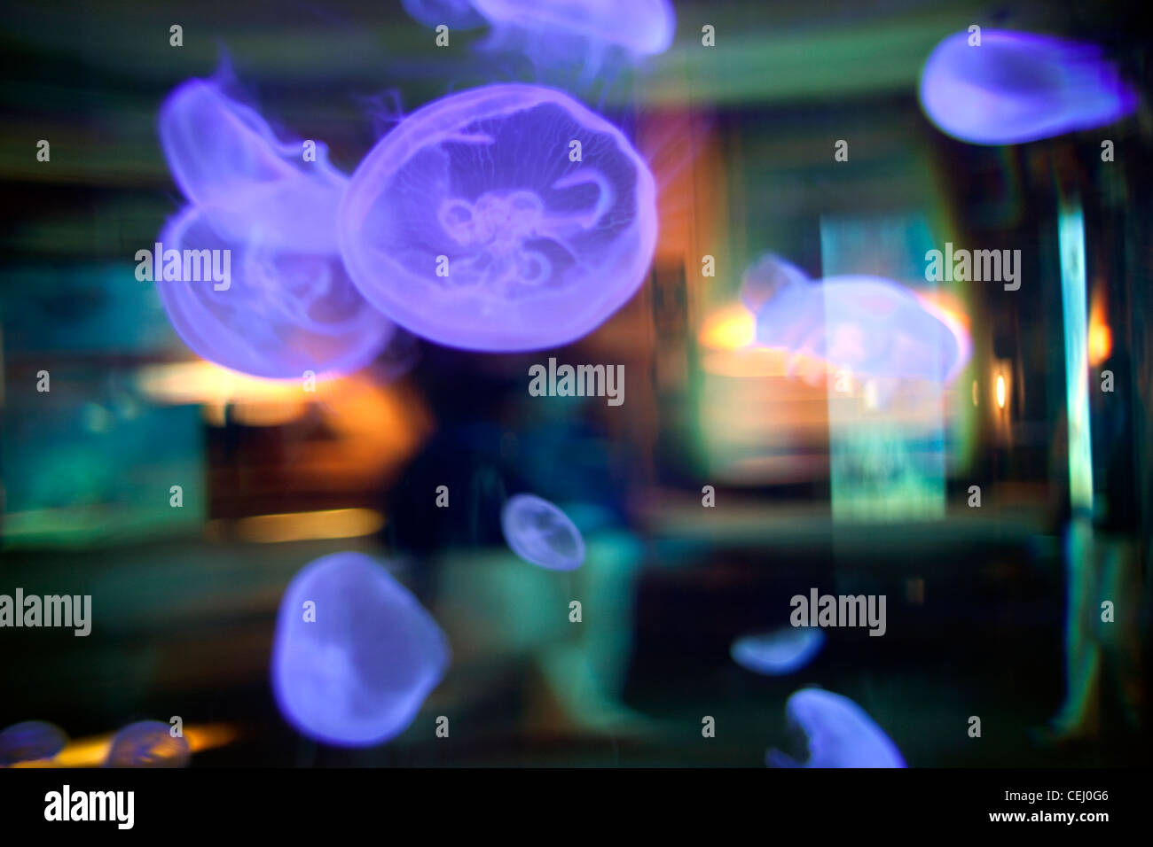 Ushaka Marine World et Florida Road,Durban KwaZulu-Natal. Banque D'Images