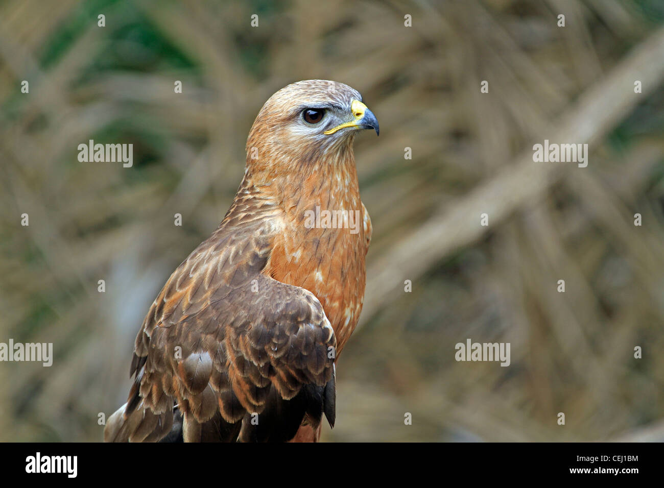 ( Buzzard buteo vulpinus steppe) au monde des oiseaux, houtbay , le cap. Banque D'Images