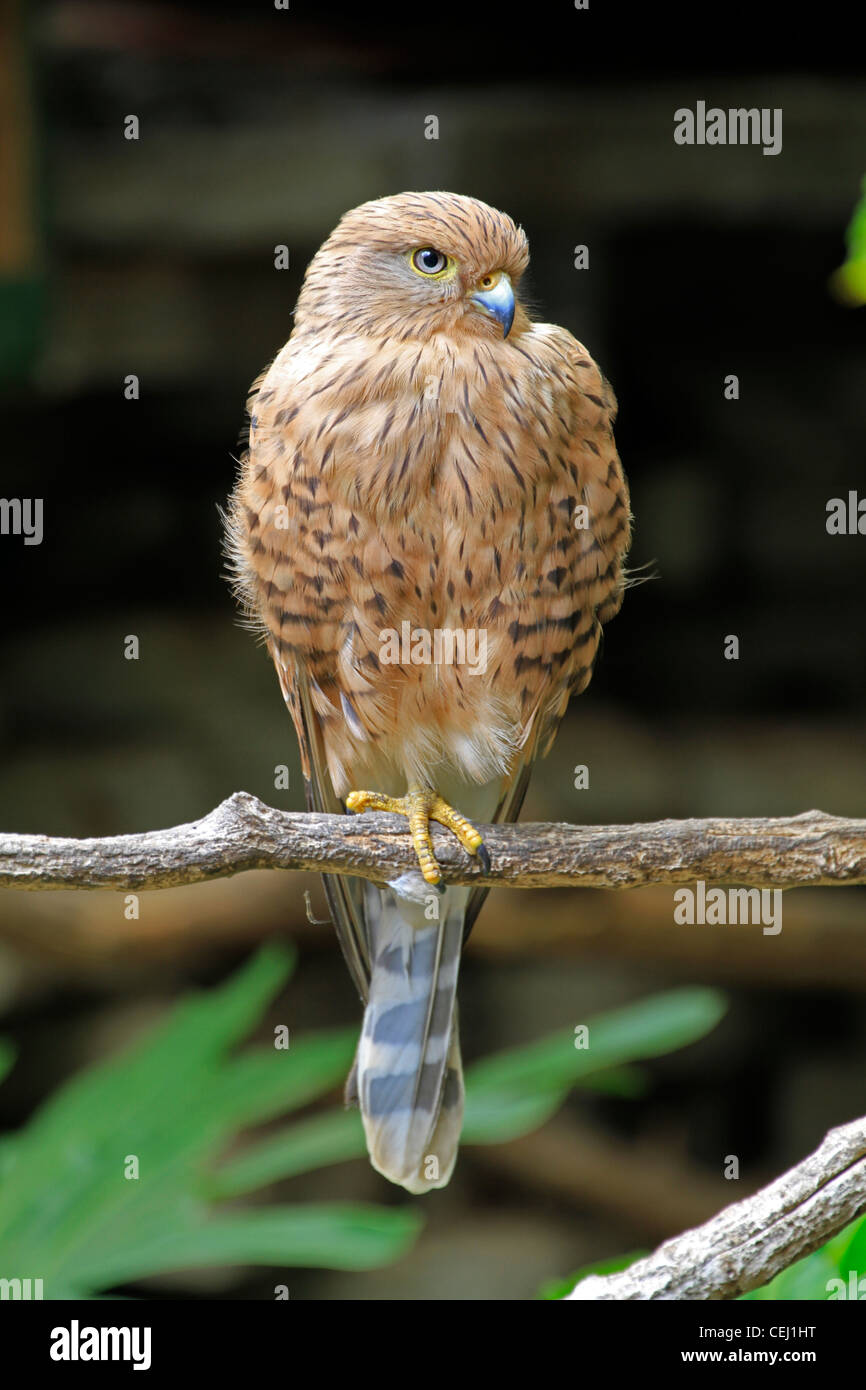 ( Falco rupicoloides crécerelle) au monde des oiseaux, houtbay , le cap. Banque D'Images