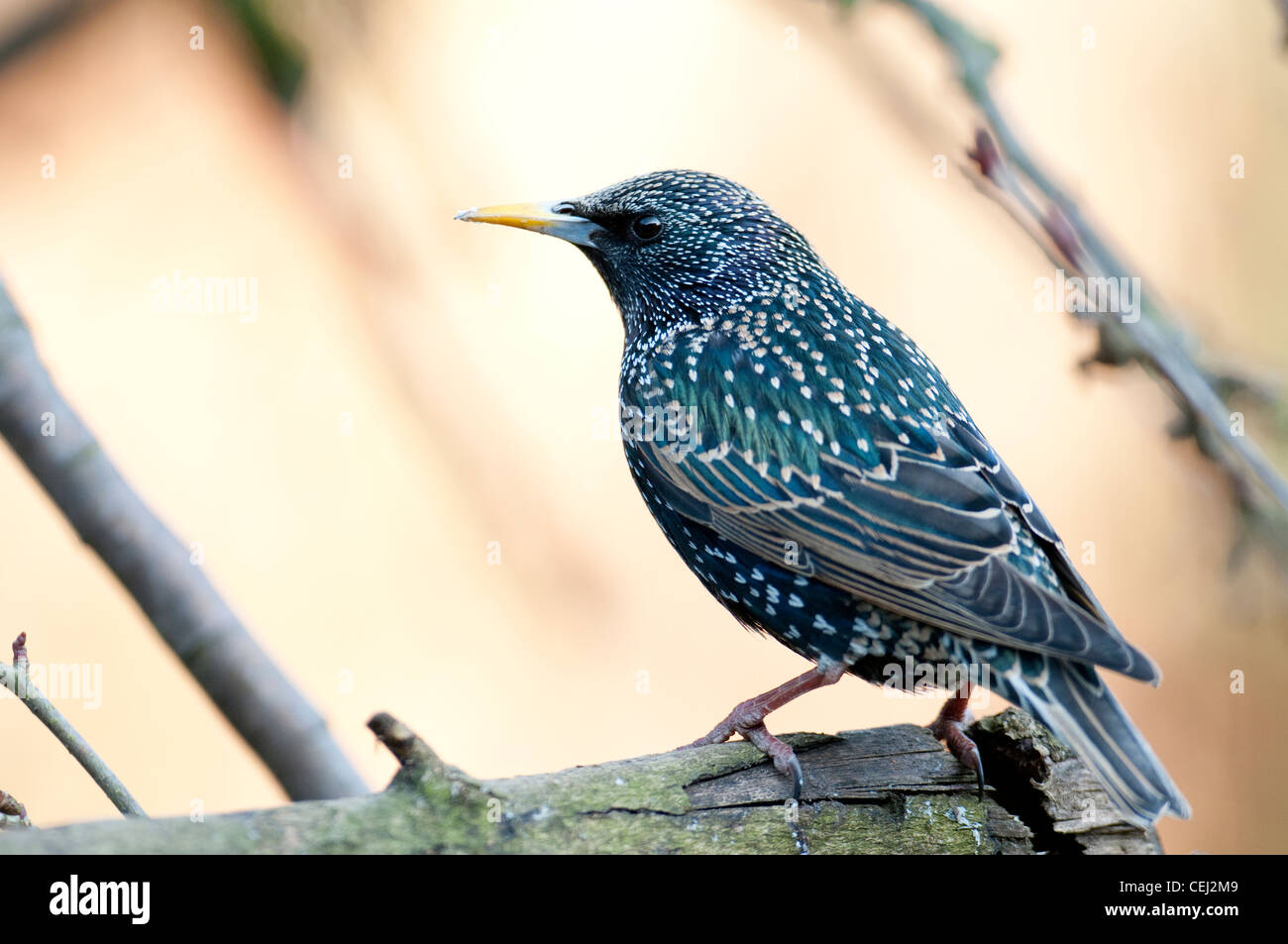 Vulgaruis gregerious Starling Sturnus colorés agressif irdescent la lumière lumineuse brillant lumineux spotty. Banque D'Images