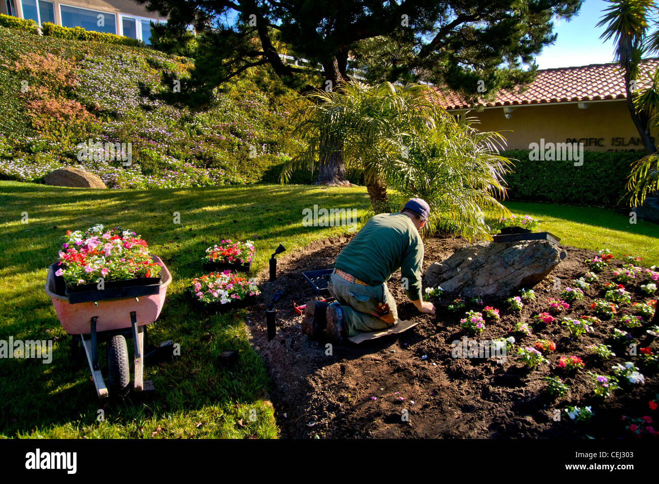 Dans des conditions de lumière du matin une plantes jardinier hispanique une brouette pleine de fleurs à un réseau express régional Laguna Niguel, CA Banque D'Images
