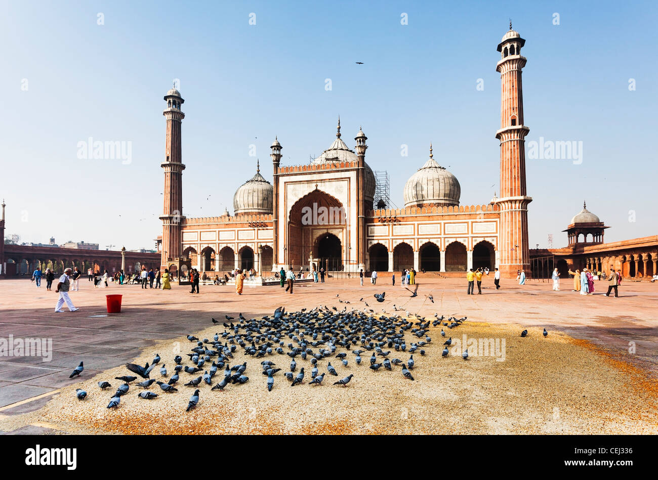 La mosquée Jama Masjid, Old Delhi, Inde avec troupeau de pigeons nourris par les fidèles à la mosquée, en soleil sous un ciel bleu clair Banque D'Images