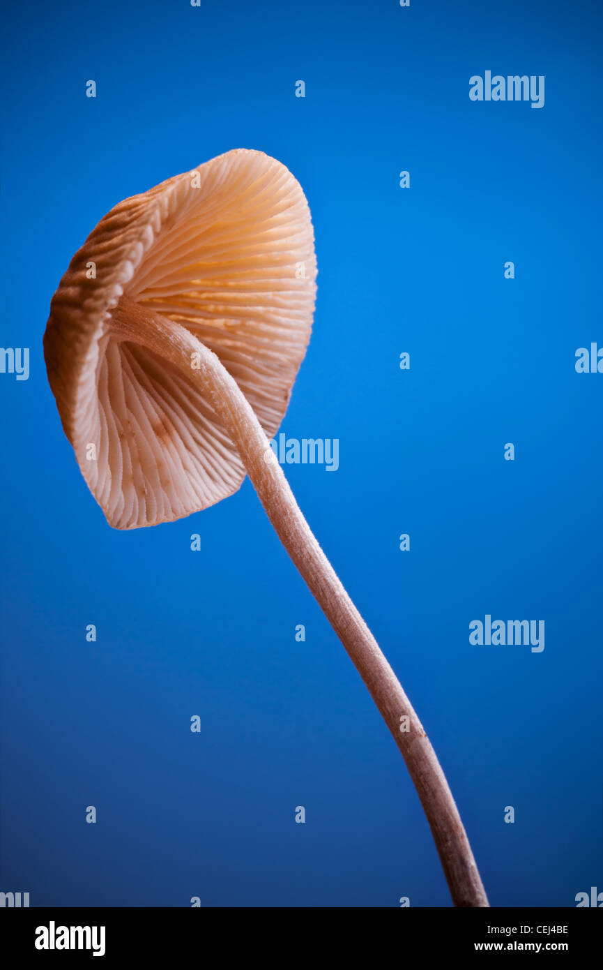 Close up studio shot d'un champignon à fond bleu. Banque D'Images