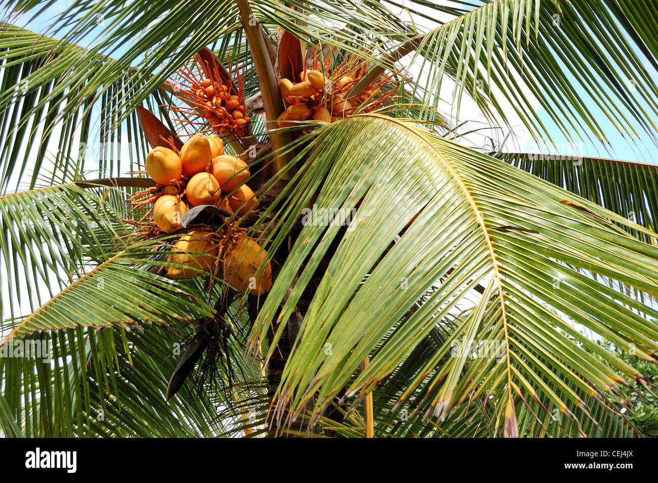 La récolte du cocotier avec des fruits jaunes, Bentota, Sri Lanka Banque D'Images