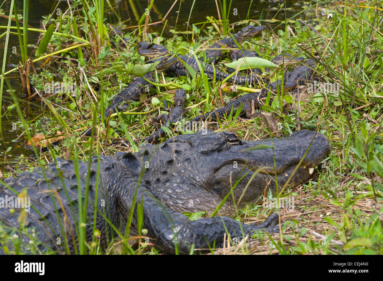 Maman Avec Bebe Alligator Alligators Dans La Region De Shark Valley Parc National Des Everglades En Floride Photo Stock Alamy