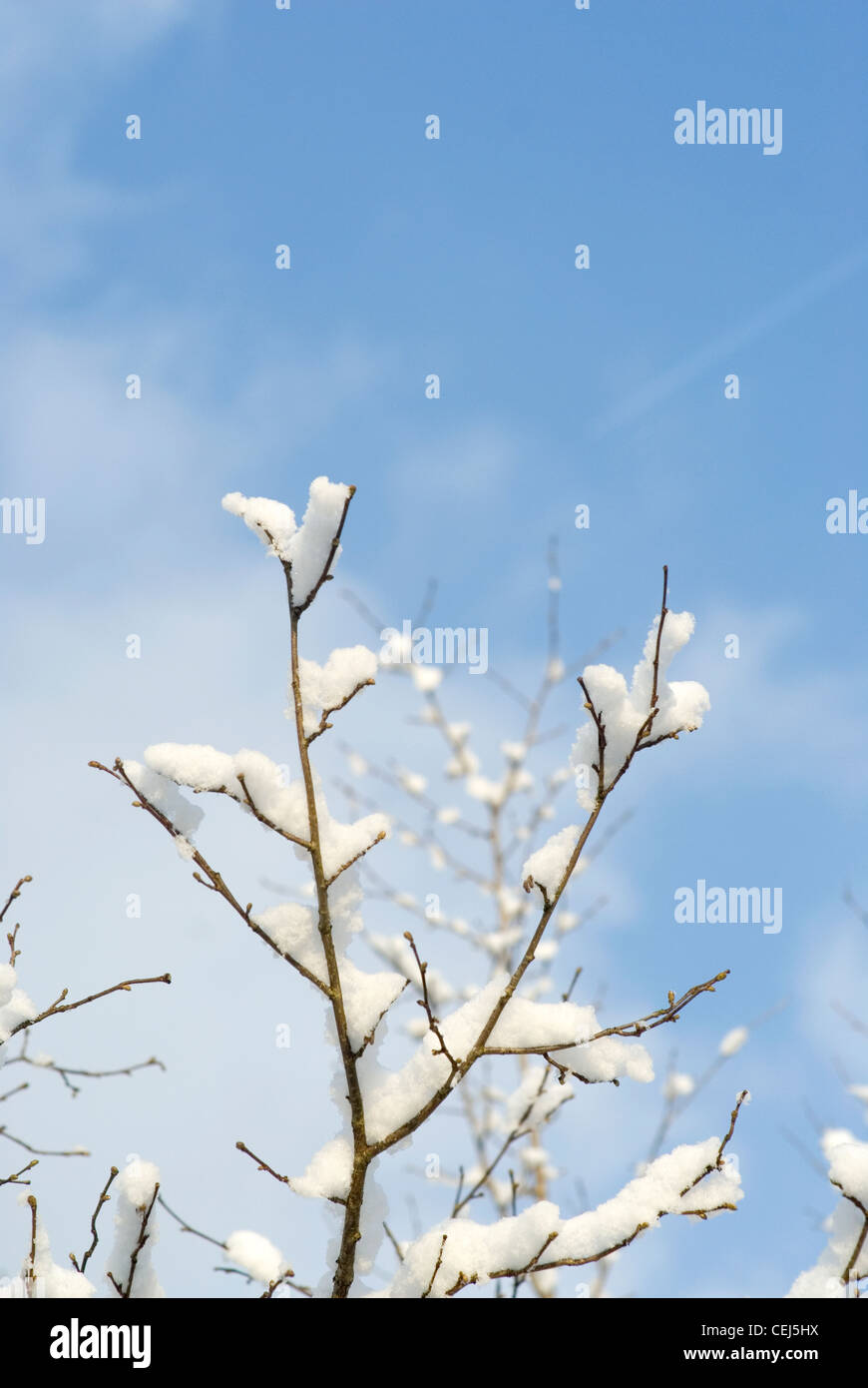 Arbres couverts de neige dans le sud de Londres, UK Banque D'Images