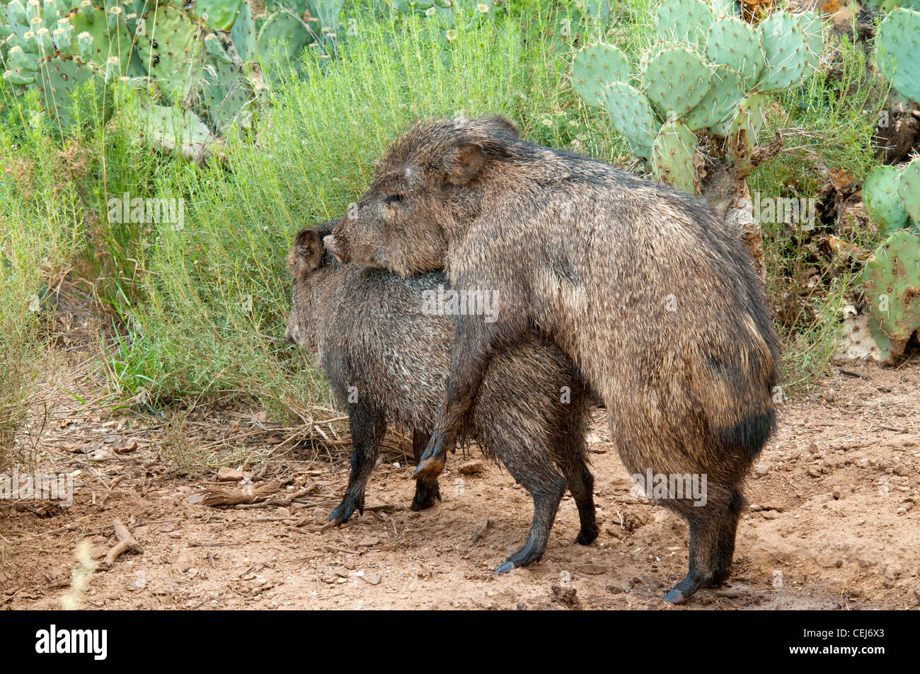 Pécari à collier Tayassu tajacu Tucson, Arizona, United States 2 juillet adultes l'accouplement. Dicotylidae ou Tayassuidae Javelina Banque D'Images