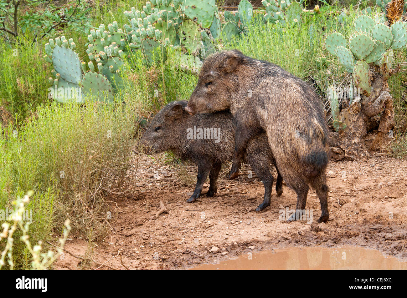Pécari à collier Tayassu tajacu Tucson, Arizona, United States 2 juillet adultes l'accouplement. Dicotylidae ou Tayassuidae Javelina Banque D'Images