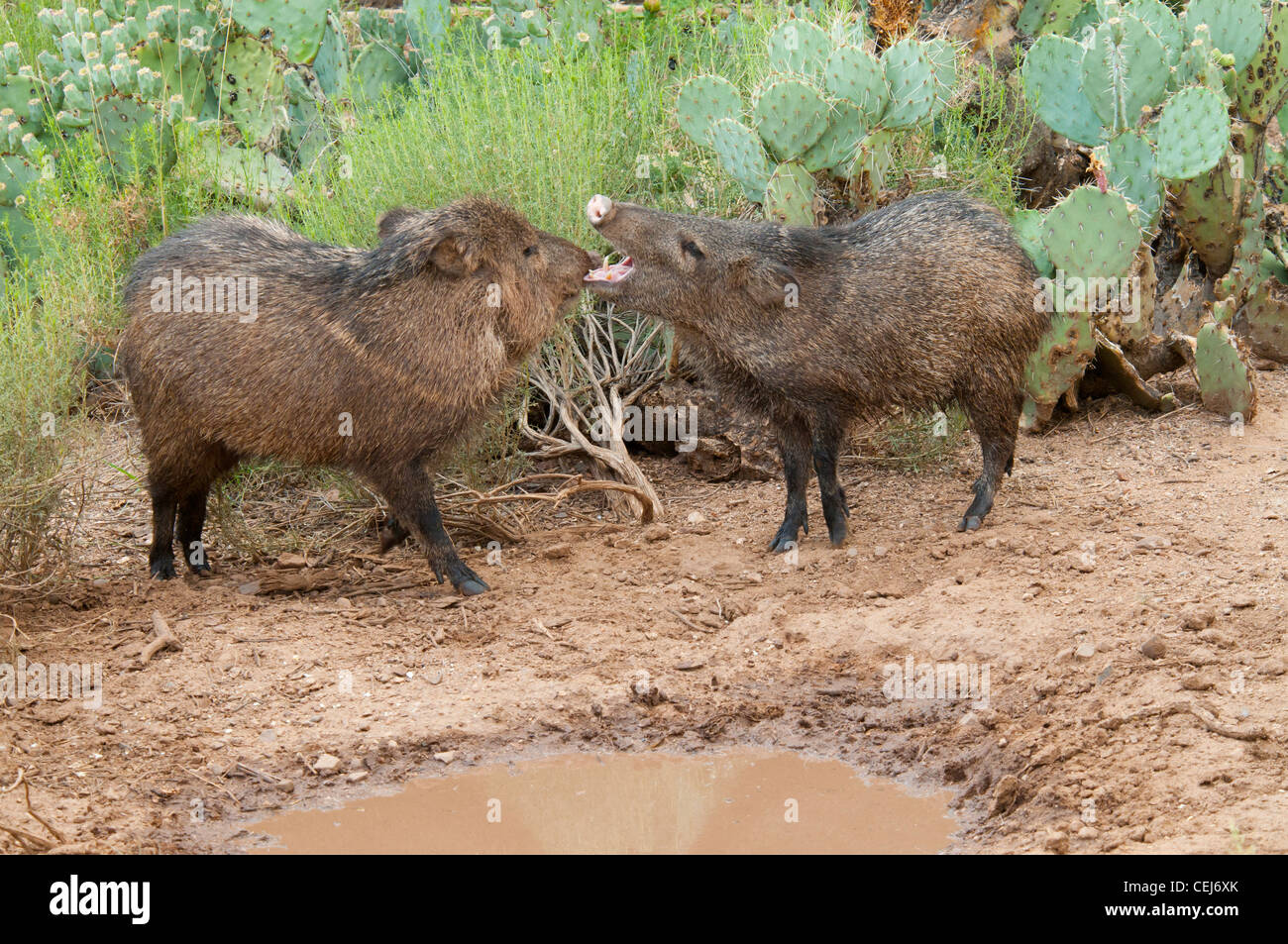 Pécari à collier Tayassu tajacu Tucson, Arizona, United States 2 juillet adultes l'accouplement. Dicotylidae ou Tayassuidae Javelina Banque D'Images