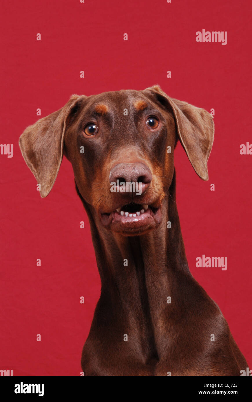 Portrait d'un chien Dobermann rouge. Banque D'Images