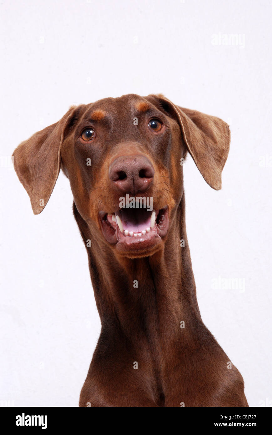 Portrait d'un chien Dobermann rouge. Banque D'Images