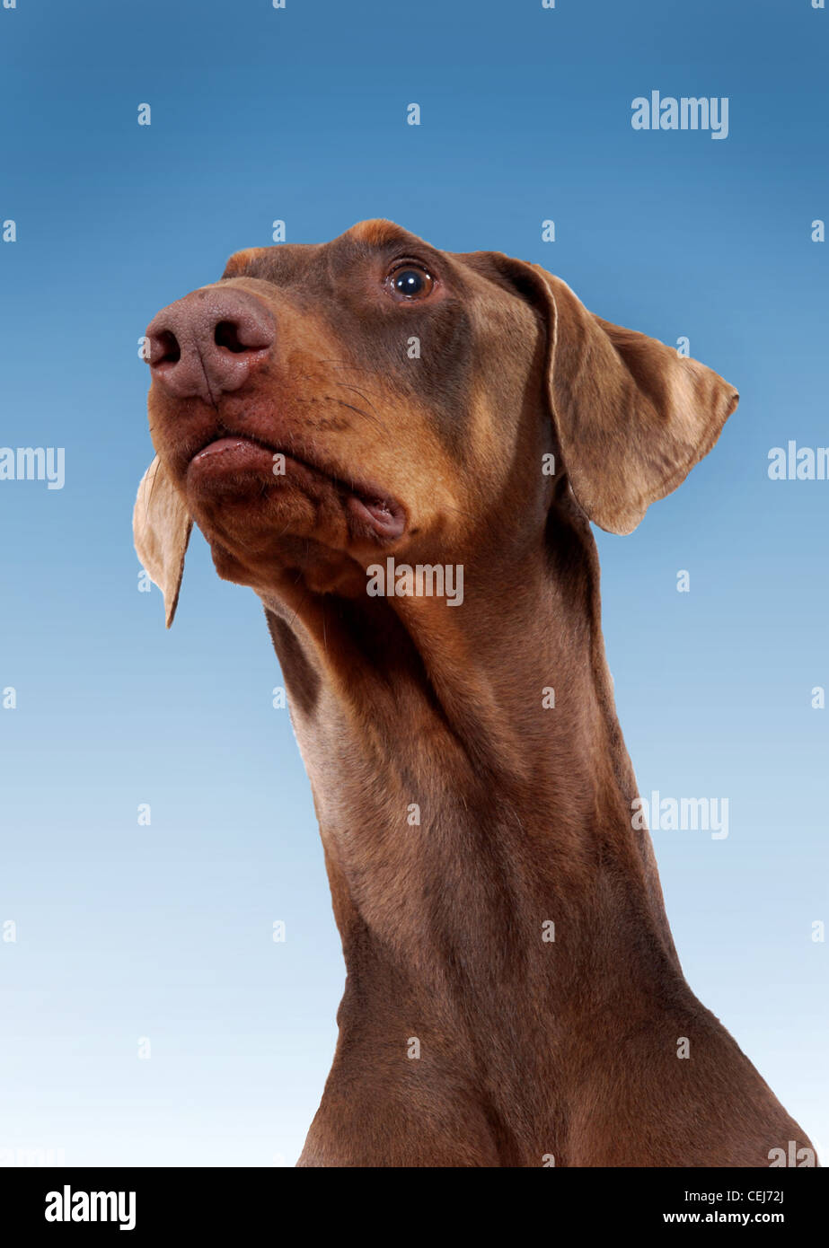Portrait d'un chien Dobermann rouge. Banque D'Images