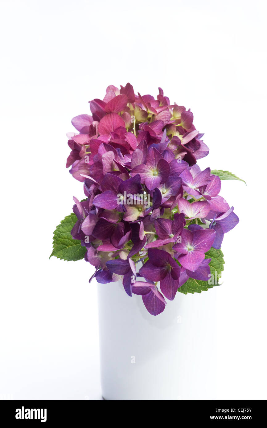 Hortensia rose dans un vase sur fond blanc Banque D'Images