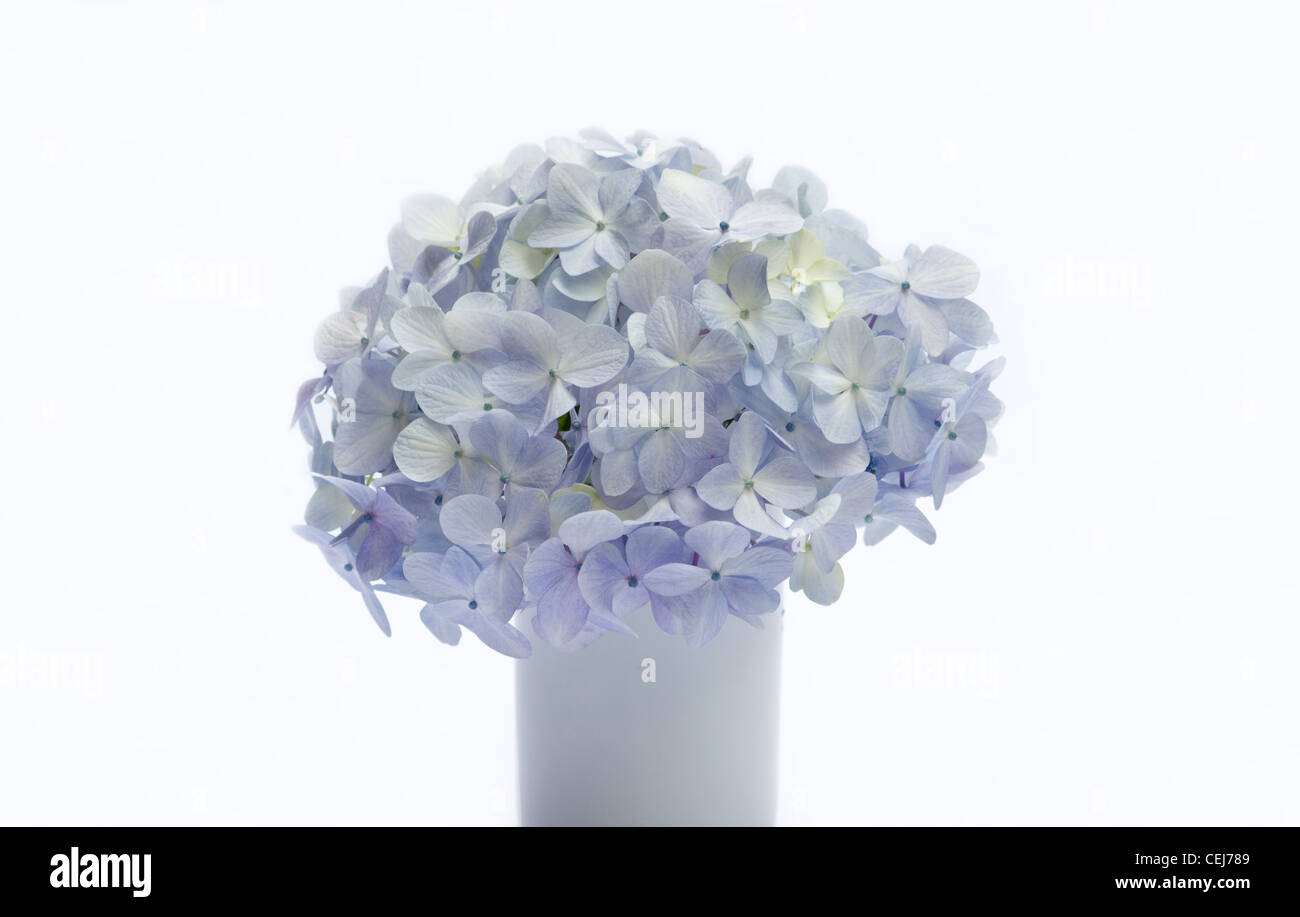 Hortensias bleus sur fond blanc Banque D'Images