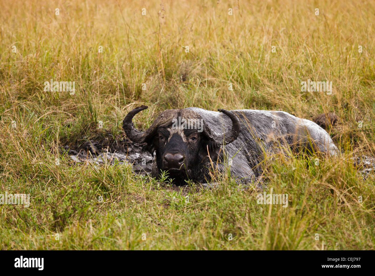 Kenya - Masai Mara - Buffalo - Tôt le matin, un bain de boue Banque D'Images