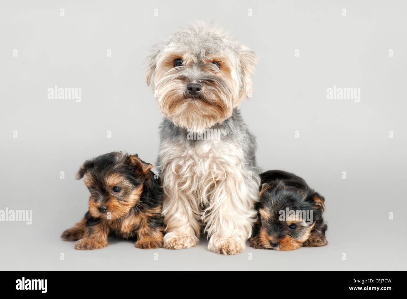 Yorkshire Terrier chiots avec leur maman, sur fond gris Banque D'Images