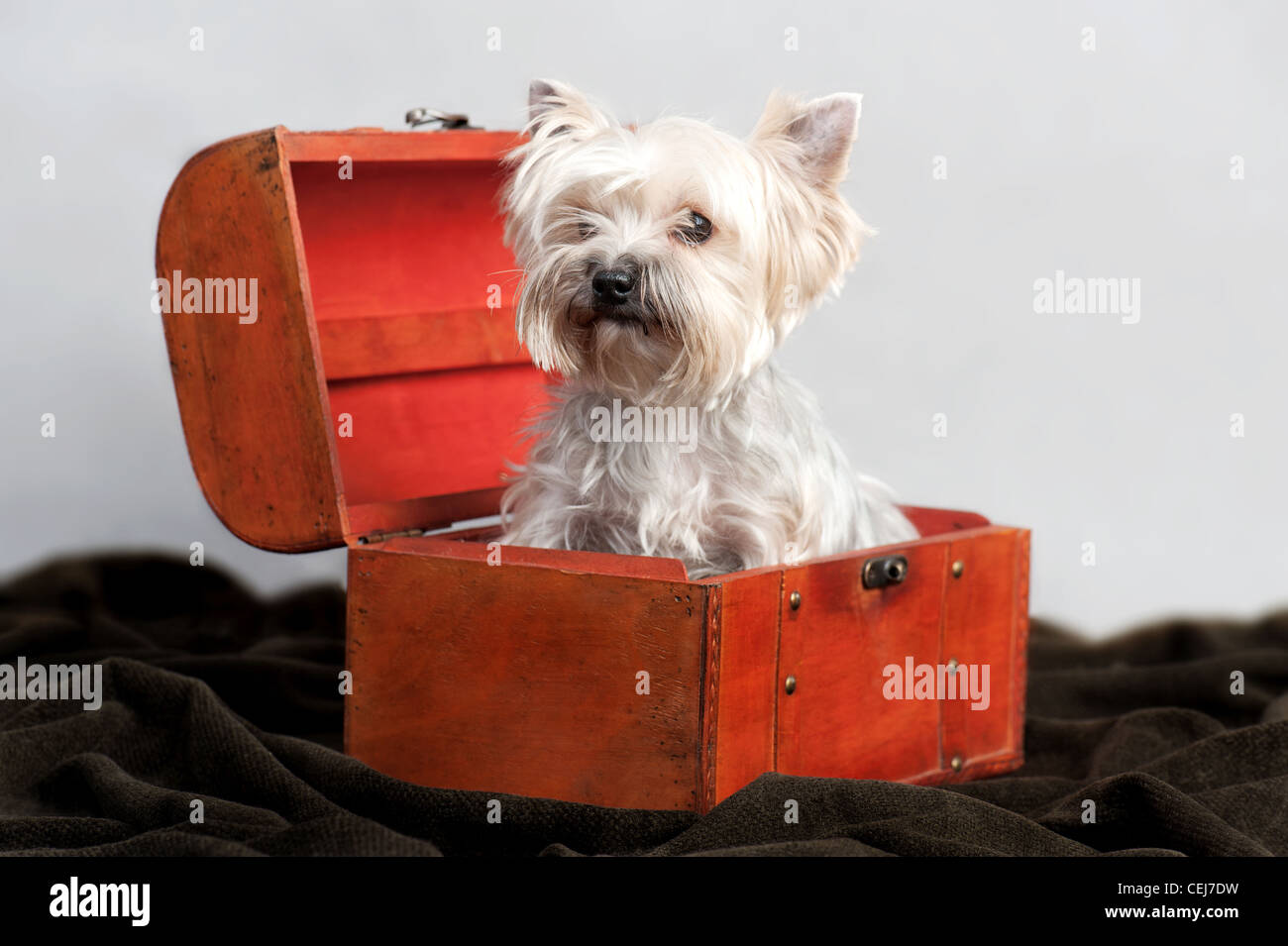 Yorkshire Terrier dans une boîte en bois, sur fond gris Banque D'Images