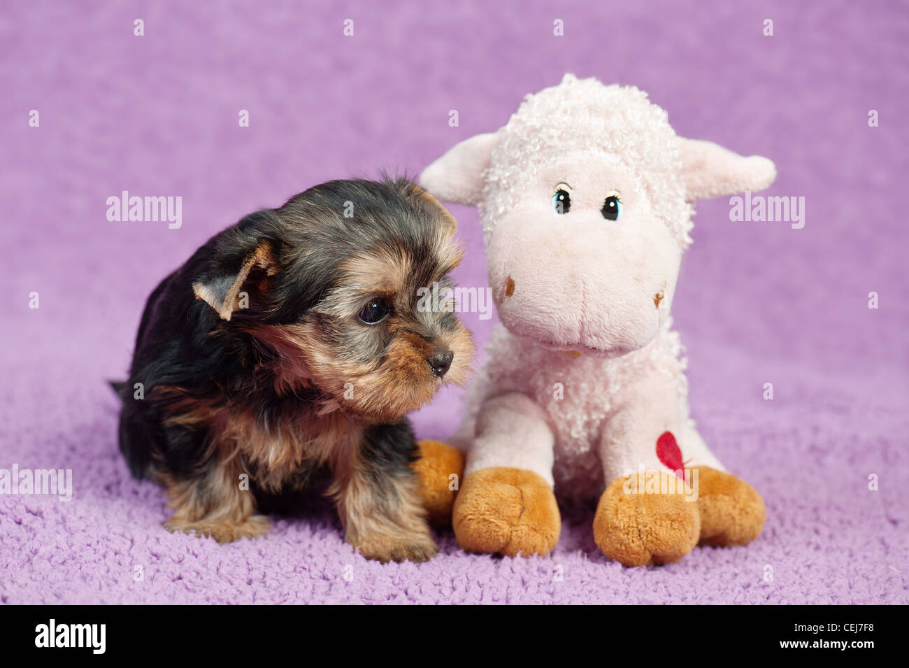 Yorkshire Terrier chiot avec un mouton toy, sur fond violet Banque D'Images