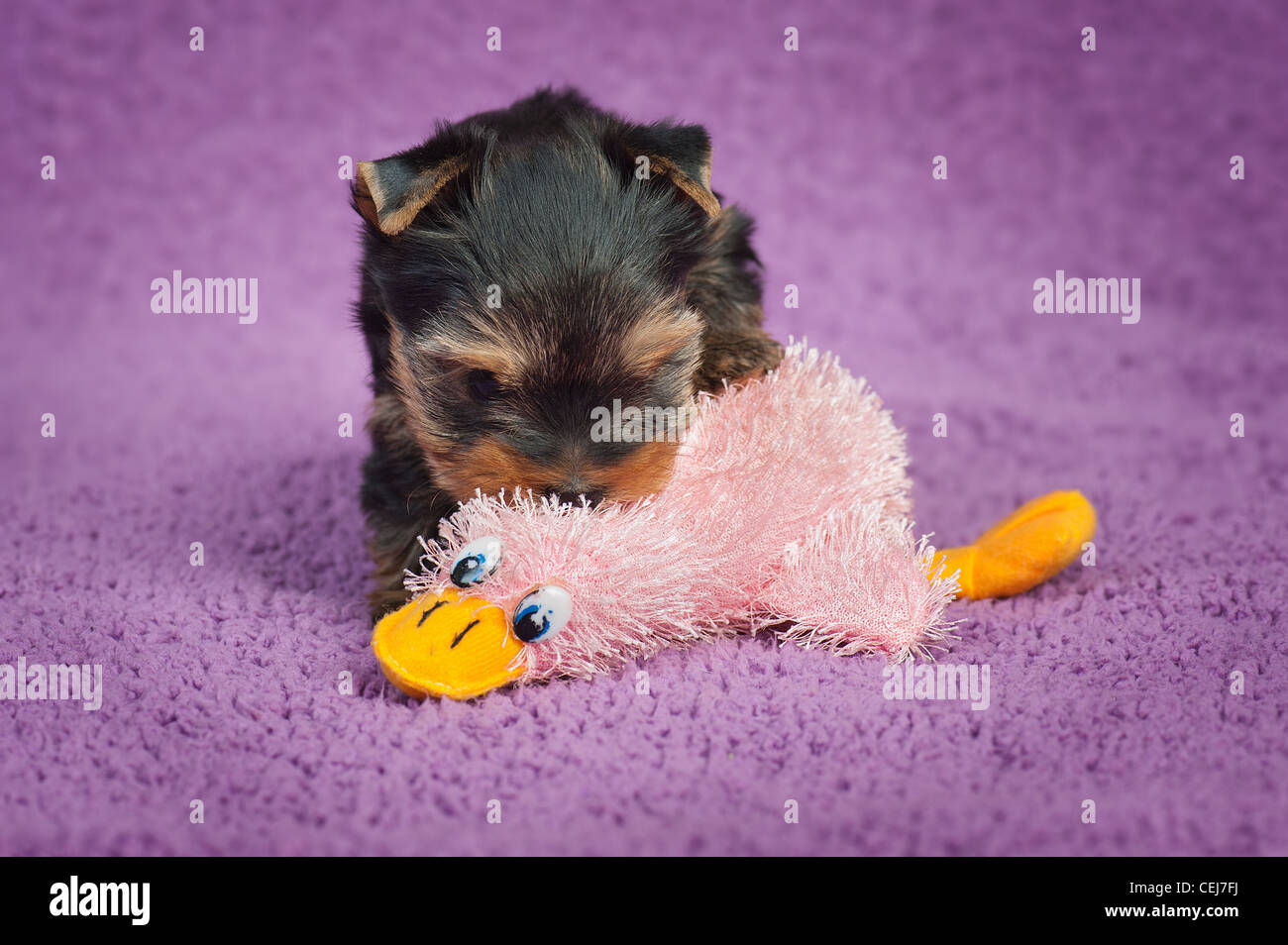 Chiot yorkshire terrier avec un jouet, sur fond violet Banque D'Images