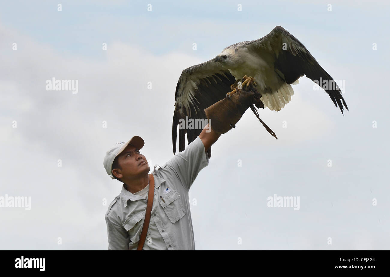 Trainer avec eagle lors de la fauconnerie démonstration, Bali, Indonésie Banque D'Images