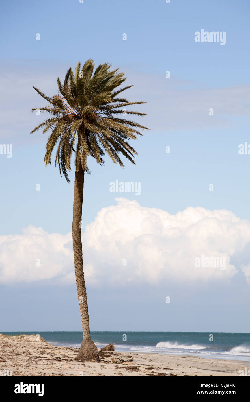 Date unique palmier sur la plage près de la mer Méditerranée, l'île de Djerba, Tunisie, Afrique Banque D'Images