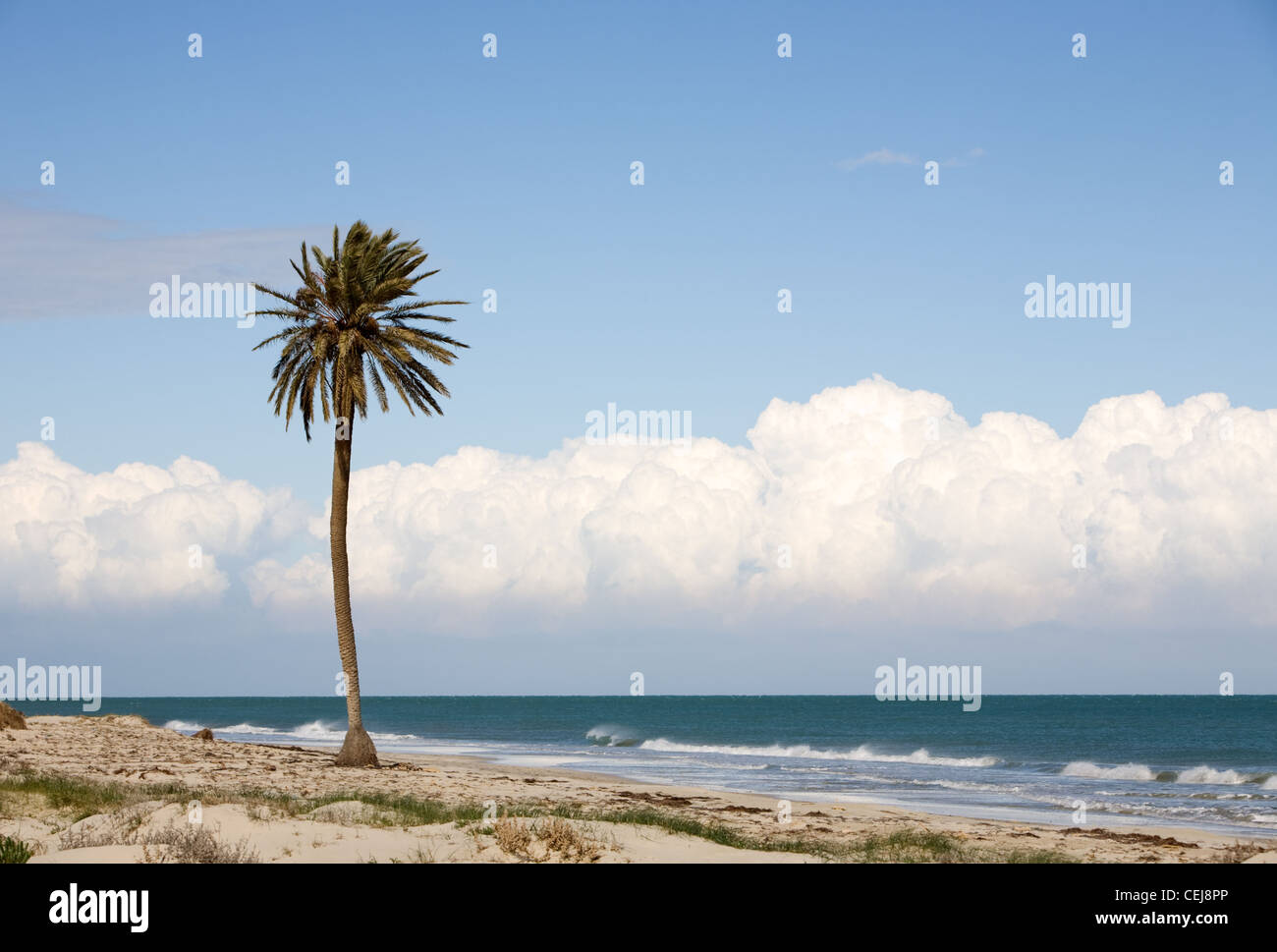 Date unique palmier sur la plage près de la mer Méditerranée, l'île de Djerba, Tunisie, Afrique Banque D'Images