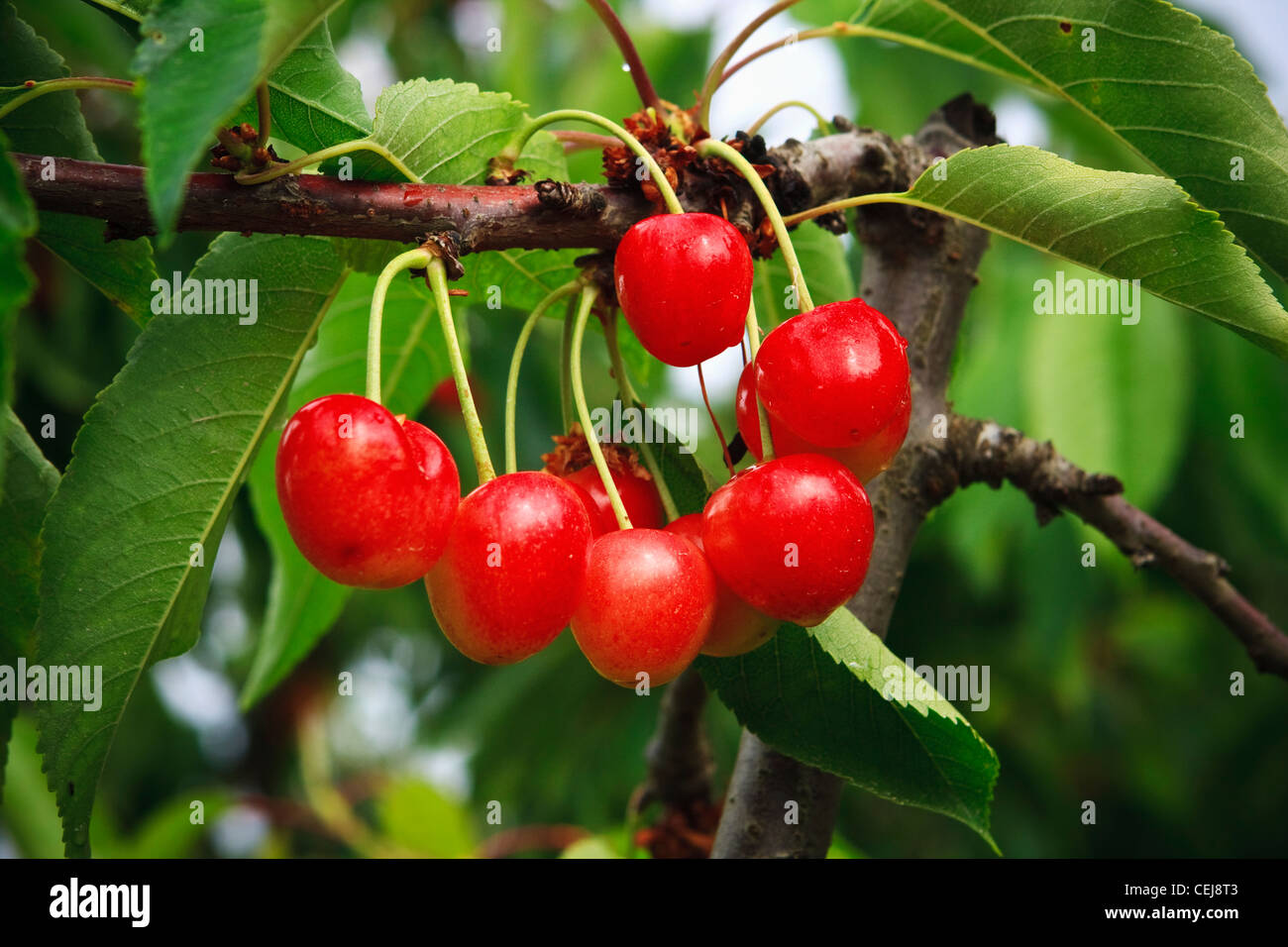 Agriculture - Closeup of mature, prêt de la récolte des cerises Bing sur l'arbre / Dinuba, près de la Californie, USA. Banque D'Images