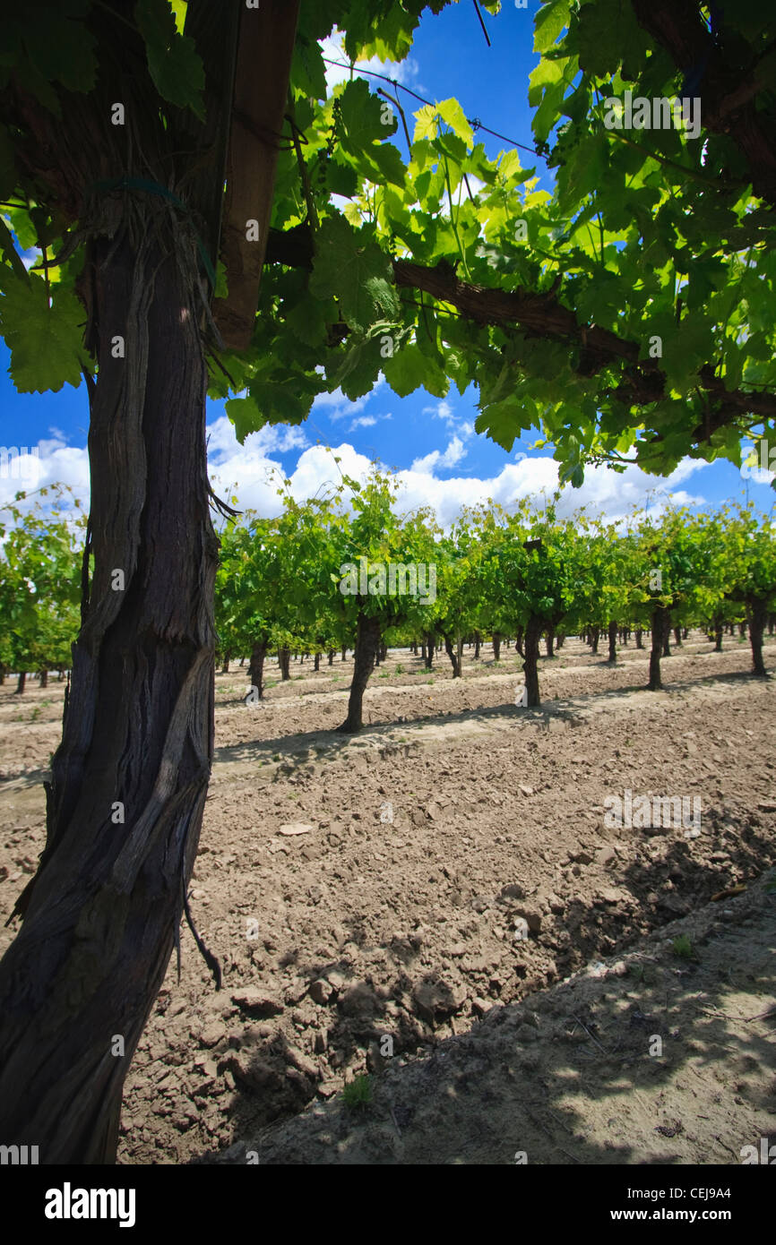 Agriculture - Low angle view of Spring foliage la croissance sur une vigne de raisin de table avec des disked milieux / Californie, USA. Banque D'Images