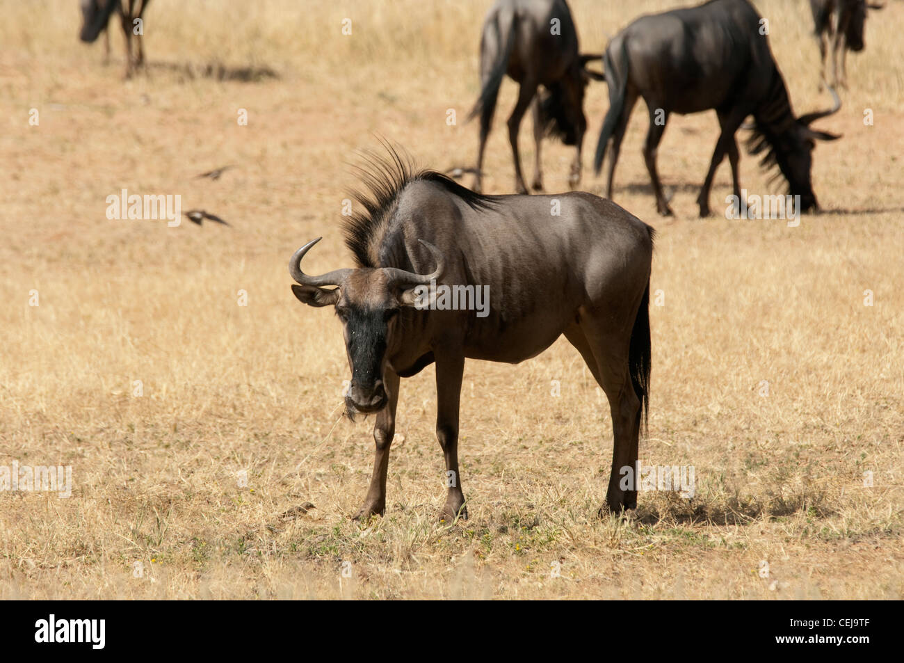 Gnous vu au cours de la commande de jeu géré par Xaus Lodge, Kgalagadi Transfrontier Park, Northern Cape Banque D'Images