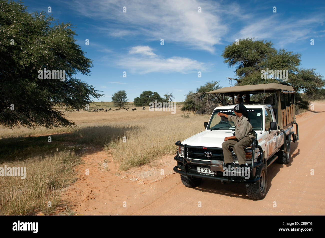 Troupeau de gnous dans la distance perçue au cours de la commande de jeu géré par Xaus Lodge, Kgalagadi Transfrontier Park, Northern Cape Banque D'Images