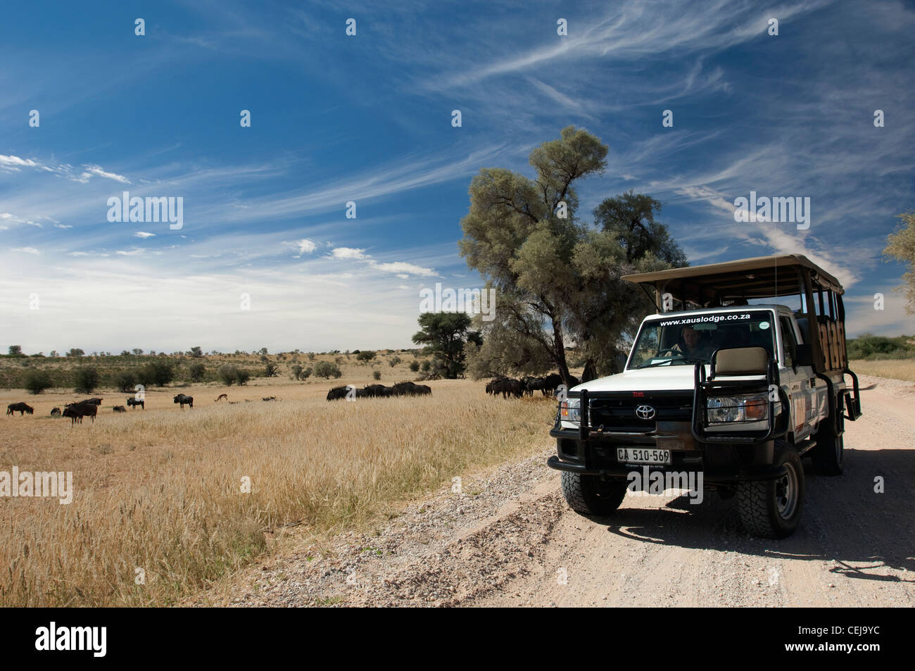 Gnous vu au cours de la commande de jeu géré par Xaus Lodge, Kgalagadi Transfrontier Park, Northern Cape Banque D'Images