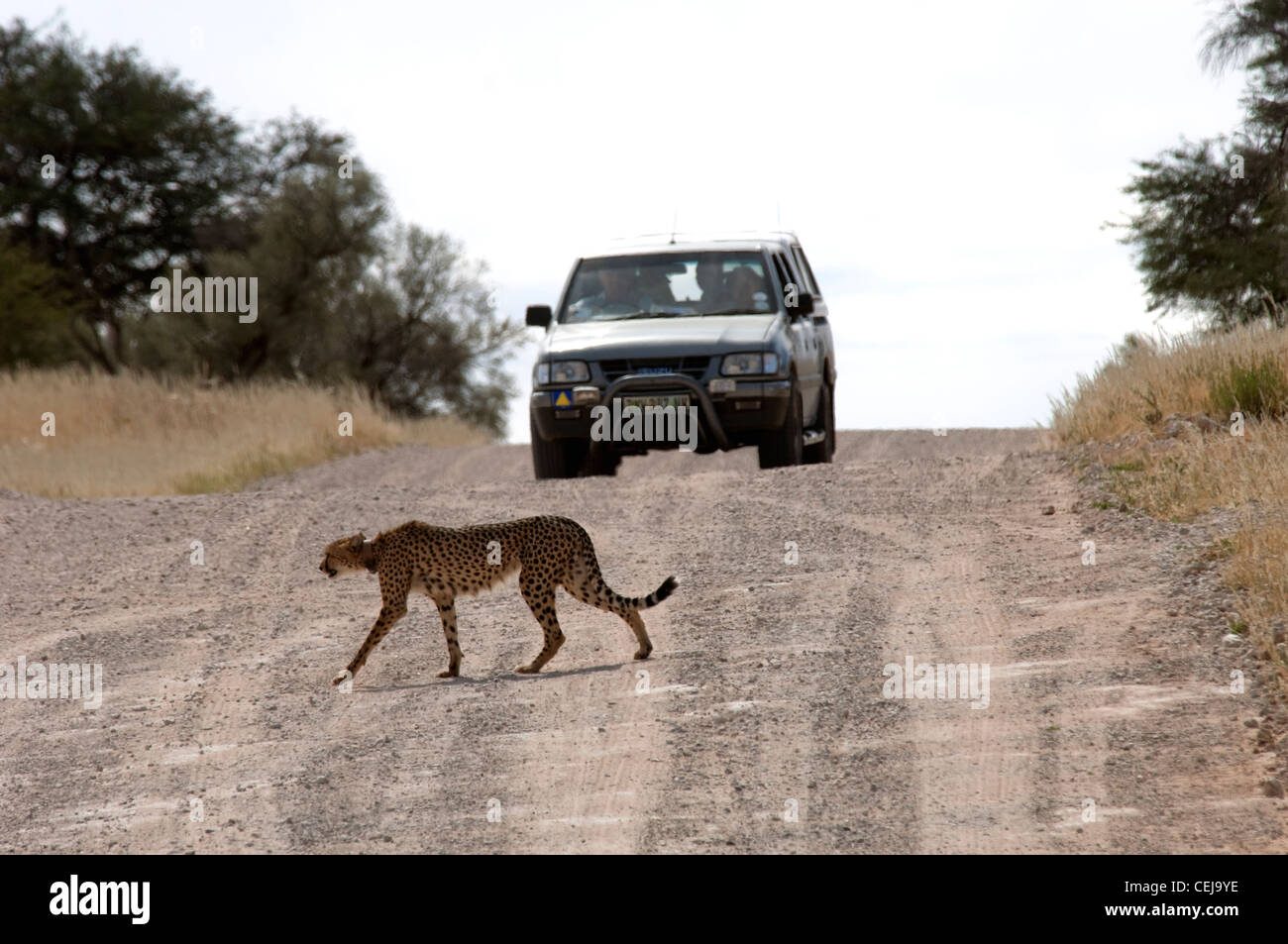 Cheetah traversent la route vu au cours de la commande de jeu près de Xaus Lodge, Kgalagadi Transfrontier Park, Northern Cape Banque D'Images