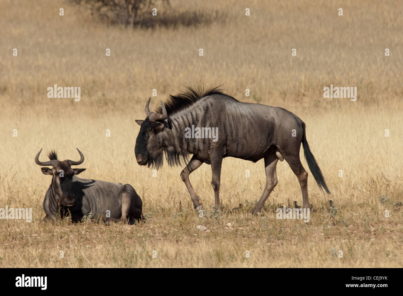 Gnous près de Xaus Lodge,Kgalagadi Transfrontier Park, Northern Cape Banque D'Images