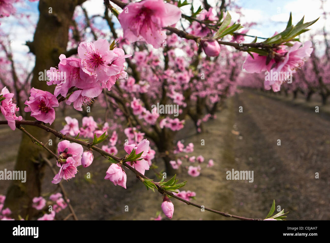 Agriculture - Closeup of Peach Blossoms en pleine floraison avec le verger à l'arrière-plan / Californie, USA. Banque D'Images
