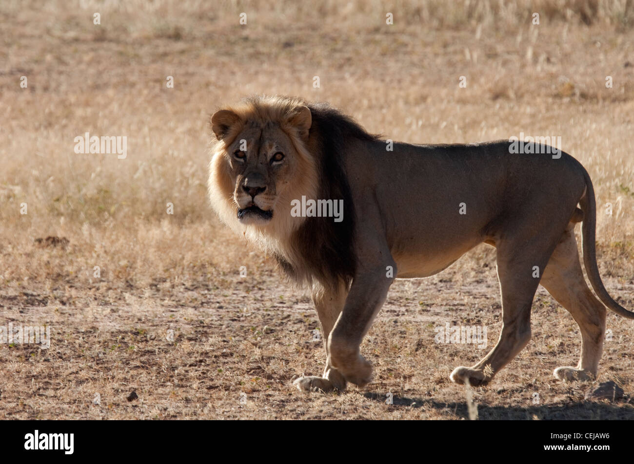 Lion mâle près de Xaus Lodge, Kgalagadi Transfrontier Park, Northern Cape Banque D'Images