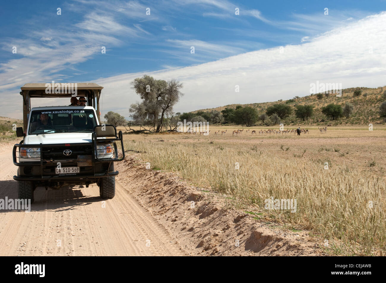 Jeu Jeu véhicule sur route près de Xaus Lodge, Kgalagadi Transfrontier Park, Northern Cape Banque D'Images