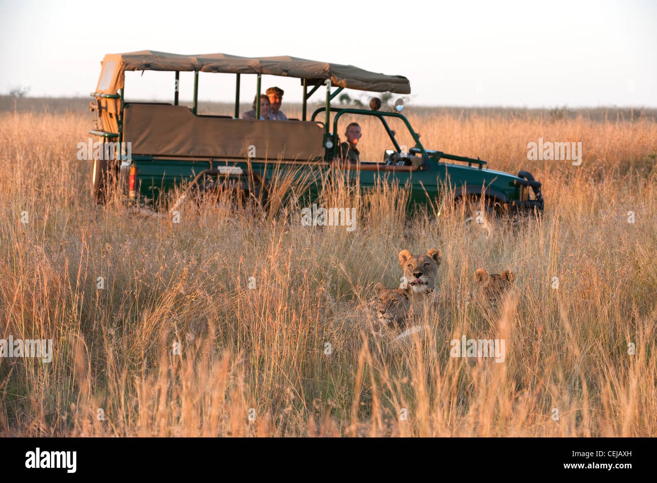 Les touristes dans le jeu d'observation du véhicule Lionne dans grass,Pilanesberg Game Reserve,Province du Nord Ouest Banque D'Images